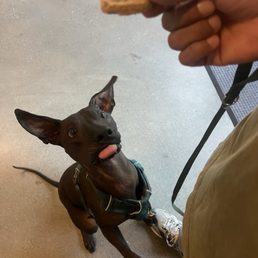 The have dog treats The have dog treats