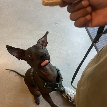 Good Vybes & Brews - The have dog treats - Coffee & Tea Near Me - Oakland, California