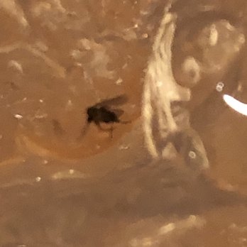 Anna Miller's - Mosquito inside the ice in our drink - Bakeries Near Me - Aiea, Hawaii
