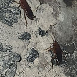 Huge roaches Huge roaches