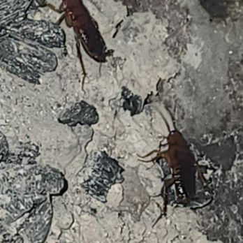 Don Pedro Lake - Huge roaches - Lakes Near Me - La Grange, California Don Pedro Lake - Huge roaches - Lakes Near Me - La Grange, California