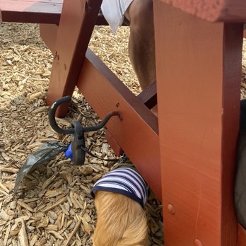 Lariat Lodge Brewing Company - Dog hooks were a super plus!! - Brewpubs Near Me - Evergreen, Colorado Lariat Lodge Brewing Company - Dog hooks were a super plus!! - Brewpubs Near Me - Evergreen, Colorado