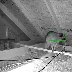 Defender Pest Control - Raccoon sneaking in an attic