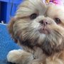 Photo of Amore Shih Tzus