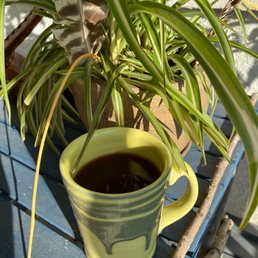 a cup of coffee and a plant a cup of coffee and a plant