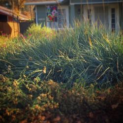Brodeur Landscapes - CA Native Plants in fall
