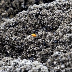 Neskowin Beach State Park - A ray of light in the sea of acorn barnacles