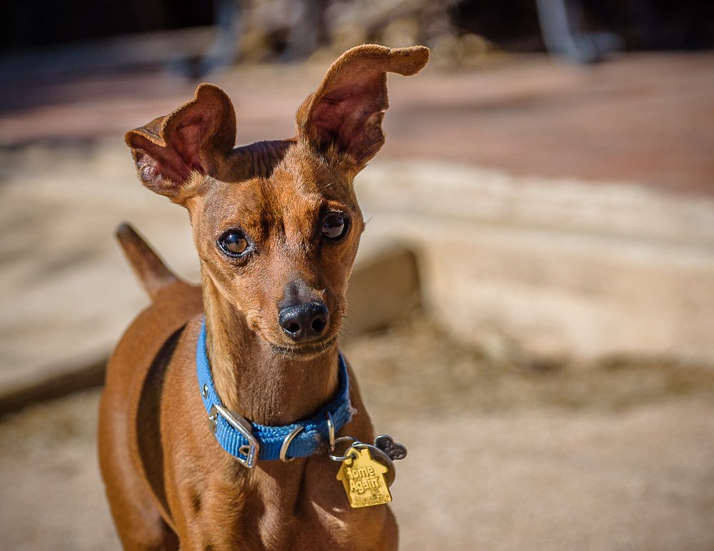 THE KRITTER SITTERS Updated September 2024 24 Photos Tucson, Arizona Pet Sitting Phone