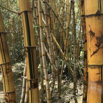 Jardim Antonio Borges - Bamboo - Botanical Gardens Near Me - Ponta Delgada, 20 Jardim Antonio Borges - Bamboo - Botanical Gardens Near Me - Ponta Delgada, 20