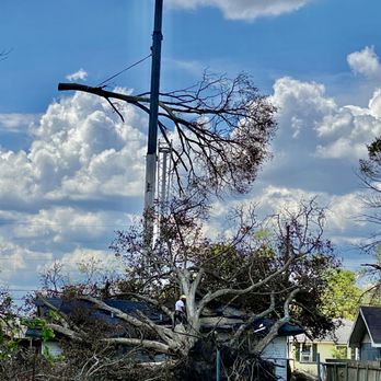 Crane Tree Removal - Non weight bearing trunks first avoids damage. - Tree Services Near Me