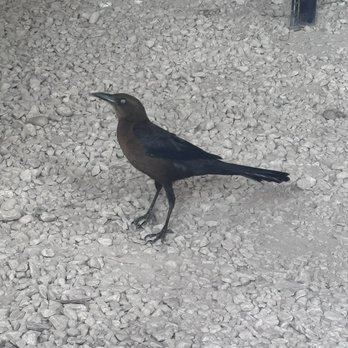 Basic Foodie - Grackle - Cafeteria Near Me - Playa del Carmen, ROO Basic Foodie - Grackle - Cafeteria Near Me - Playa del Carmen, ROO