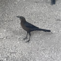 Basic Foodie - Grackle