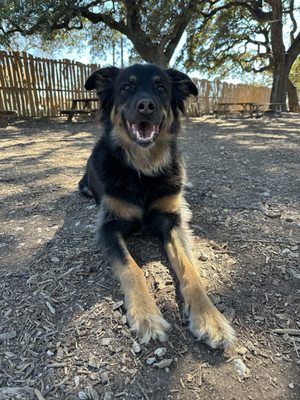 The Watering Bowl by null