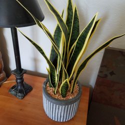 America's Best Thrift And Discount - A plant I bought recently