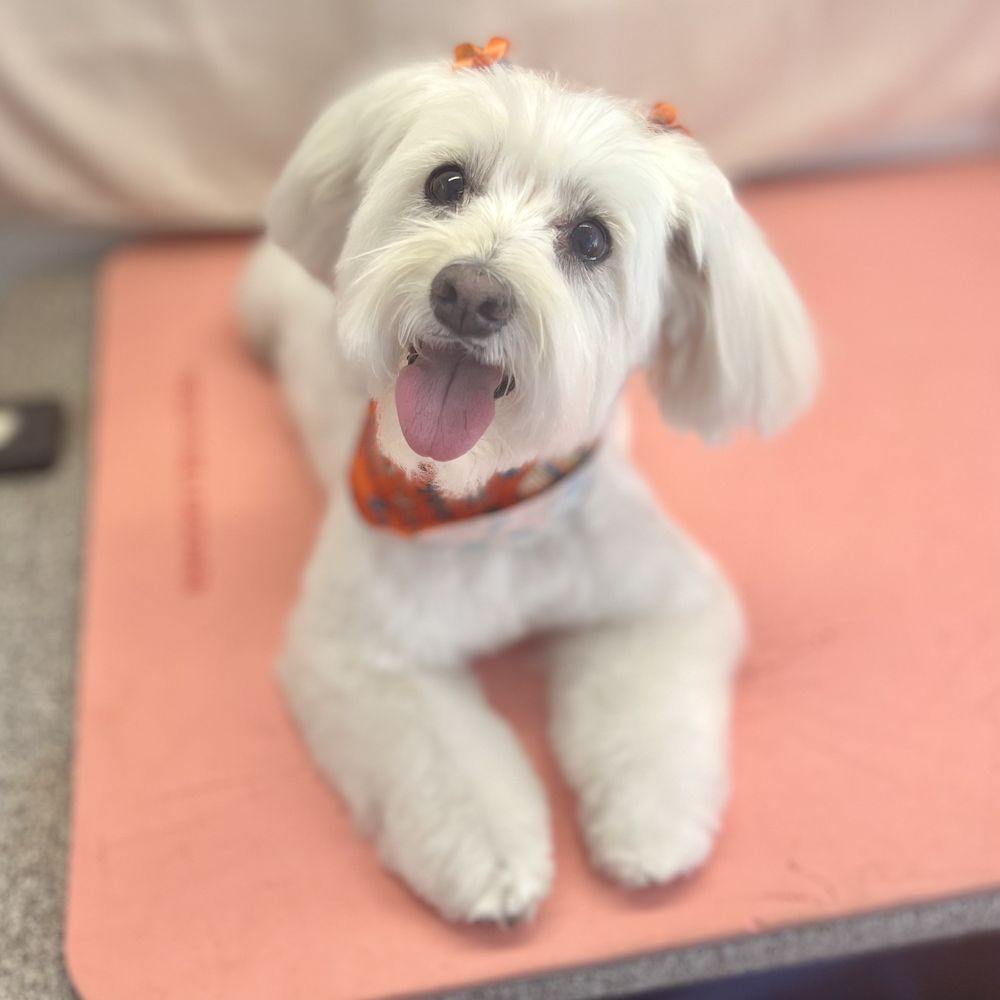 HOLISTIC GROOMING BY JESSICA Updated August 2024 67 Photos & 19