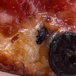 Seasons Pizza - Fly in Pizza