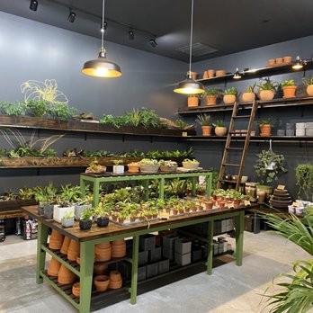 Chlorophyll by Kinghorn Gardens - Nurseries & Gardening Near Me - Omaha, Nebraska