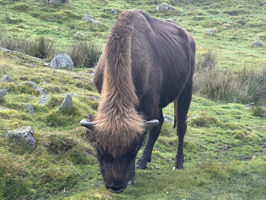 Highland Wildlife Park by null