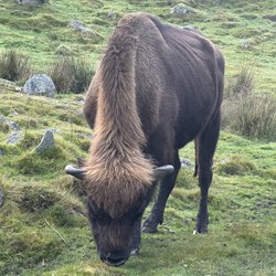 RZSS Highland Wildlife Park