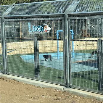 lucys dog daycare 1604