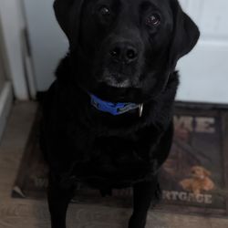 Ku's Groom - Tucker looking very handsome after his appointment at Ku's Groom!!