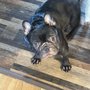 Photo of J's petspaw
