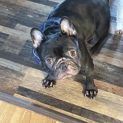 J's petspaw - Heidi our Frenchie