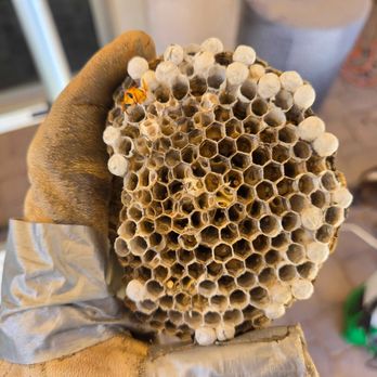 Busy Bee Pest Solutions - Pest Control Near Me - Phoenix, Arizona Busy Bee Pest Solutions - Pest Control Near Me - Phoenix, Arizona