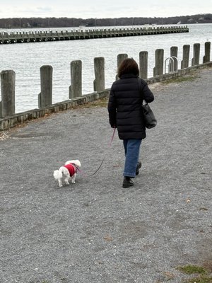 The Menhaden by null