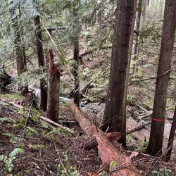 Snoqualmie Point Park - Beautiful stream down the canyon off the trail
