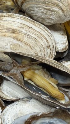Boston & Maine Fish Co by null
