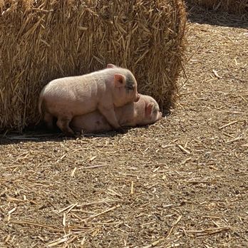 SoCalMiniPigs - Piggy back - Pet Breeders Near Me - Valley Center, California