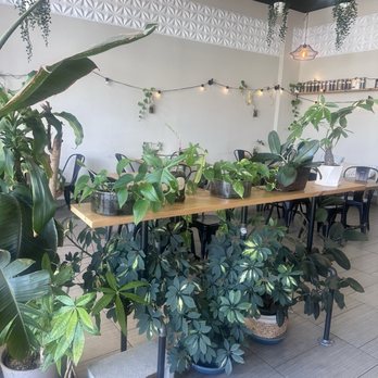 Monstera Boba Cafe - Beautiful - Bubble Tea Near Me - Tujunga, California Monstera Boba Cafe - Beautiful - Bubble Tea Near Me - Tujunga, California