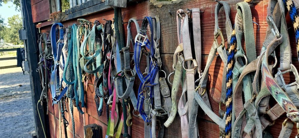 Just horse'n around riding stable - equestrian in Lake Panasoffkee, FL