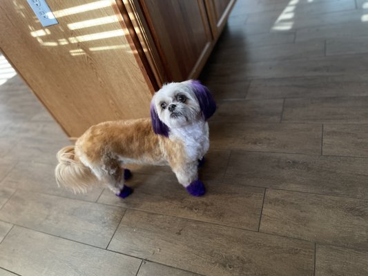 Image showcasing ARIZONA PET GROOMING - 14 Reviews - 1120 S Pantano Rd, Tucson, AZ - Yelp