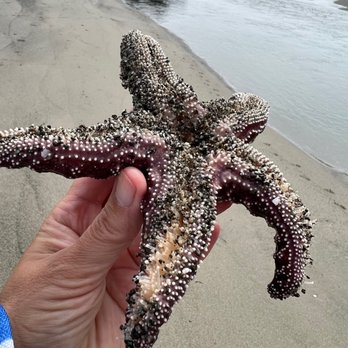 Navarro Beach Campground - Starfish I put back in the water. - Campgrounds Near Me - Navarro, California Navarro Beach Campground - Starfish I put back in the water. - Campgrounds Near Me - Navarro, California