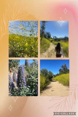 Elysian Park Trail by null