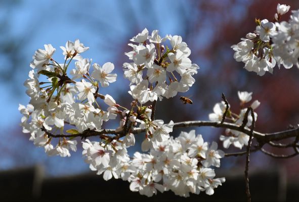 Birmingham Botanical Gardens by null