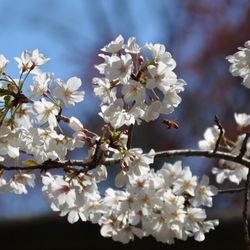 Birmingham Botanical Gardens - Cherry blossoms
