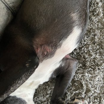 K9 Adventures - Lacerations - Pet Boarding Near Me - Trinity, Florida K9 Adventures - Lacerations - Pet Boarding Near Me - Trinity, Florida