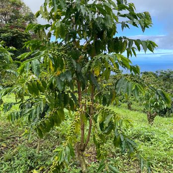 UCC Hawaii - Tours Near Me - Holualoa, Hawaii UCC Hawaii - Tours Near Me - Holualoa, Hawaii