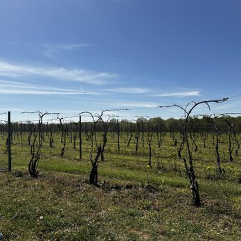 Blue Sky Vineyard - Wineries Near Me - Makanda, Illinois