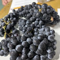 Blackmon Wines - Freshly harvested wine grapes