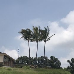 Hawaii Tree Fellers