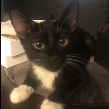 Homeward Bound Cat Adoptions - Loki - Animal Shelters Near Me - Las Vegas, Nevada