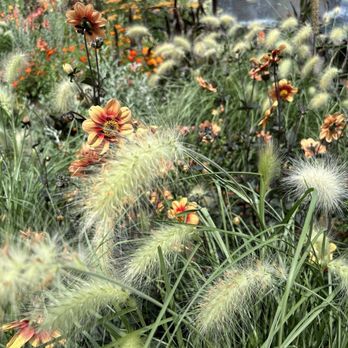 Denver Botanic Gardens - Sandbur and Pennisetum villosum - Botanical Gardens Near Me - Denver, Colorado