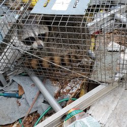 A&G Wildlife Services