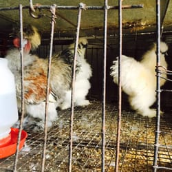 Polish Chicken Variety...