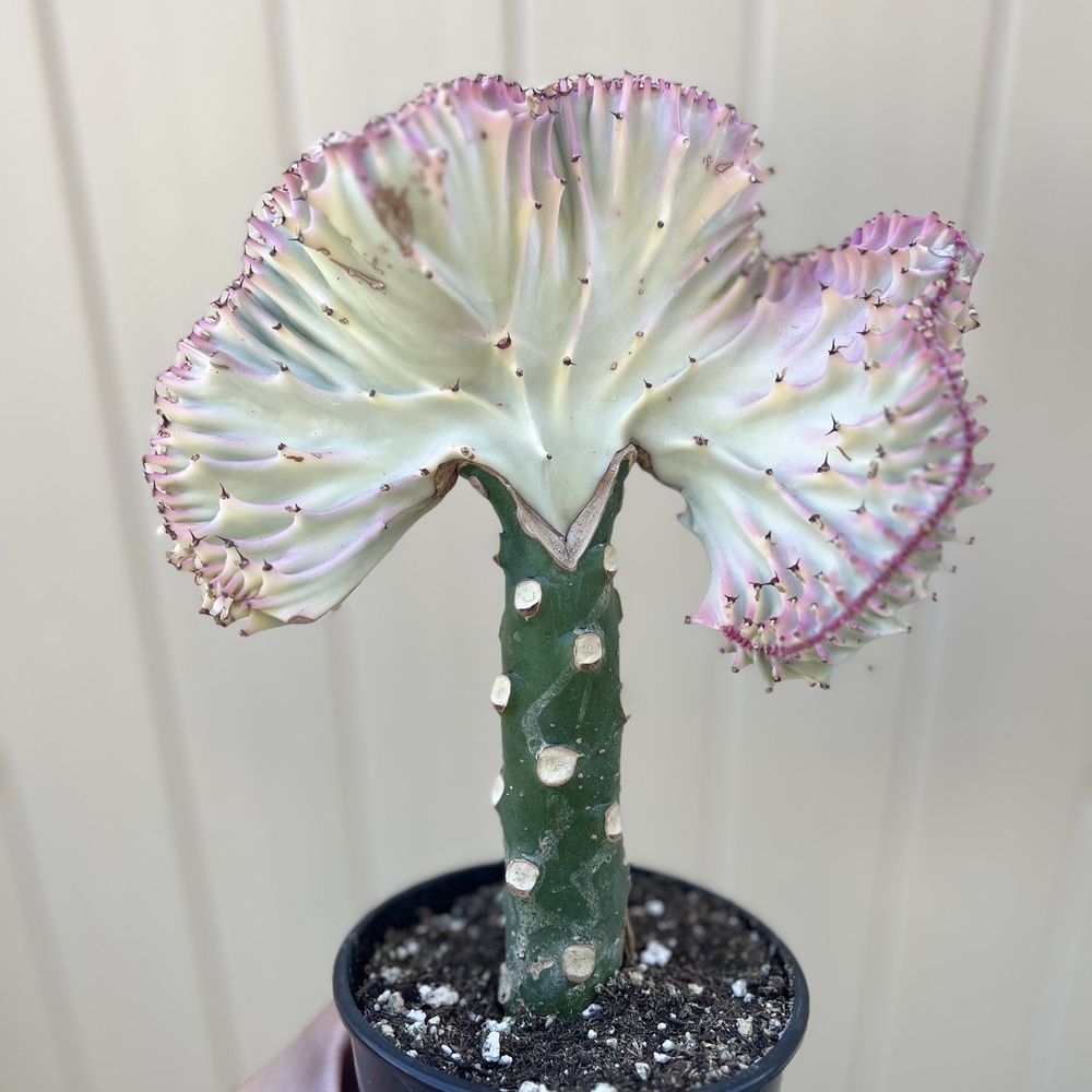 Green Air Botanicals - Mermaid tail cactus - Nurseries & Gardening Near Me - Fallbrook, California