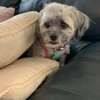 Live Love Pet - Chewy - Pet Groomers Near Me - Honolulu, Hawaii Live Love Pet - Chewy - Pet Groomers Near Me - Honolulu, Hawaii
